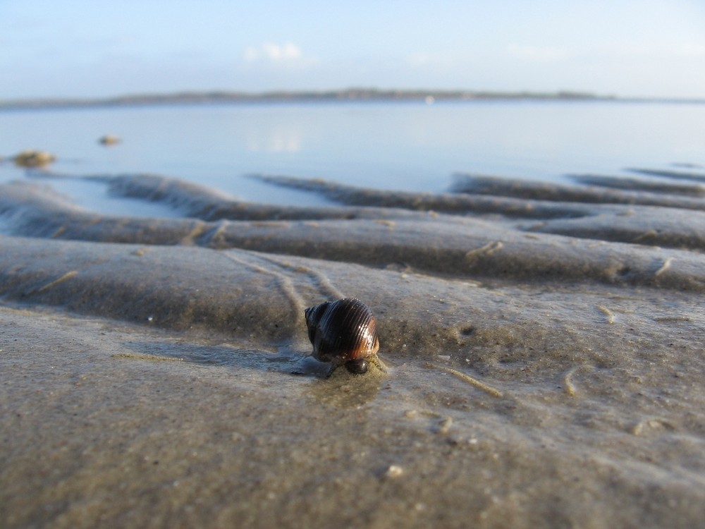 Gemeine Strandschnecke (Littorina littorea)