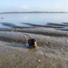 Gemeine Strandschnecke (Littorina littorea)