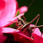 Gemeine Strauchschrecke / Pholidoptera griseoaptera