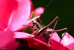 Gemeine Strauchschrecke / Pholidoptera griseoaptera