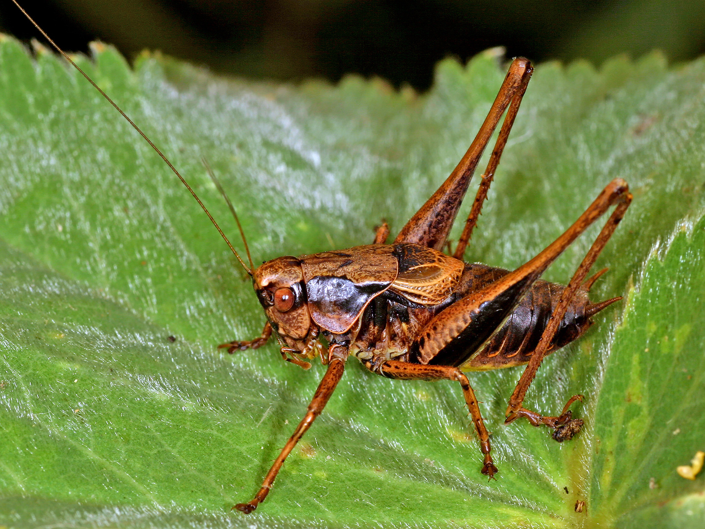 Gemeine Strauchschrecke (Pholidoptera griseoaptera)....