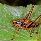 Gemeine Strauchschrecke (Pholidoptera griseoaptera)....