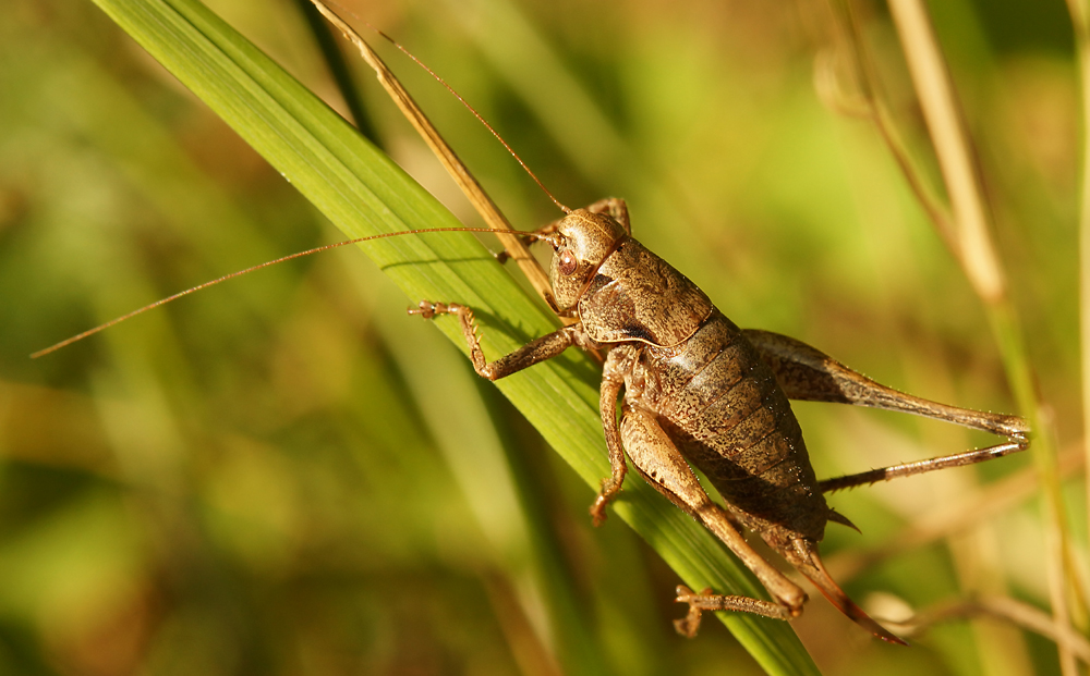 Gemeine Strauchschrecke (Pholidoptera griseoaptera)