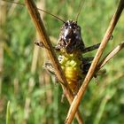 Gemeine Strauchschrecke (Pholidoptera griseoaptera)