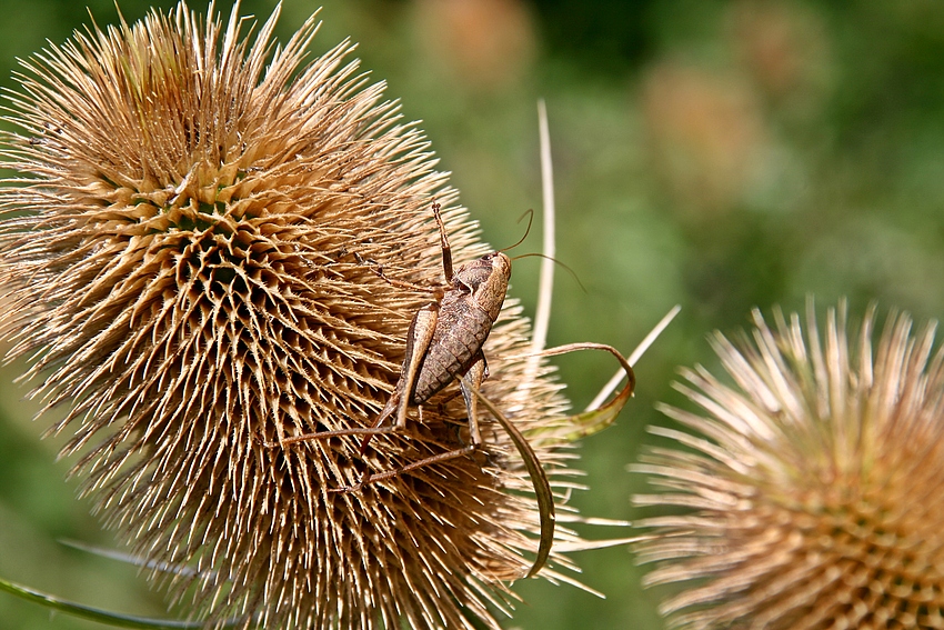 Gemeine Strauchschrecke (Pholidoptera griseoaptera)