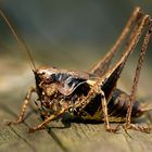 Gemeine Strauchschrecke (Pholidoptera griseoaptera)