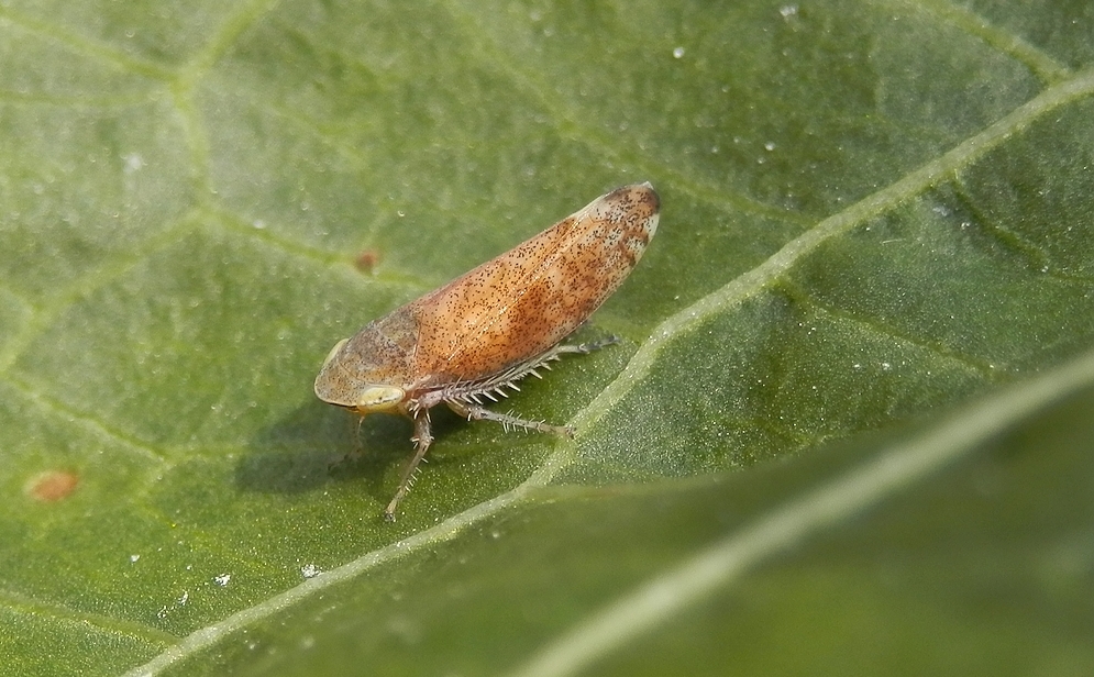 Gemeine Strauchzirpe (Fieberiella septentrionalis) ???