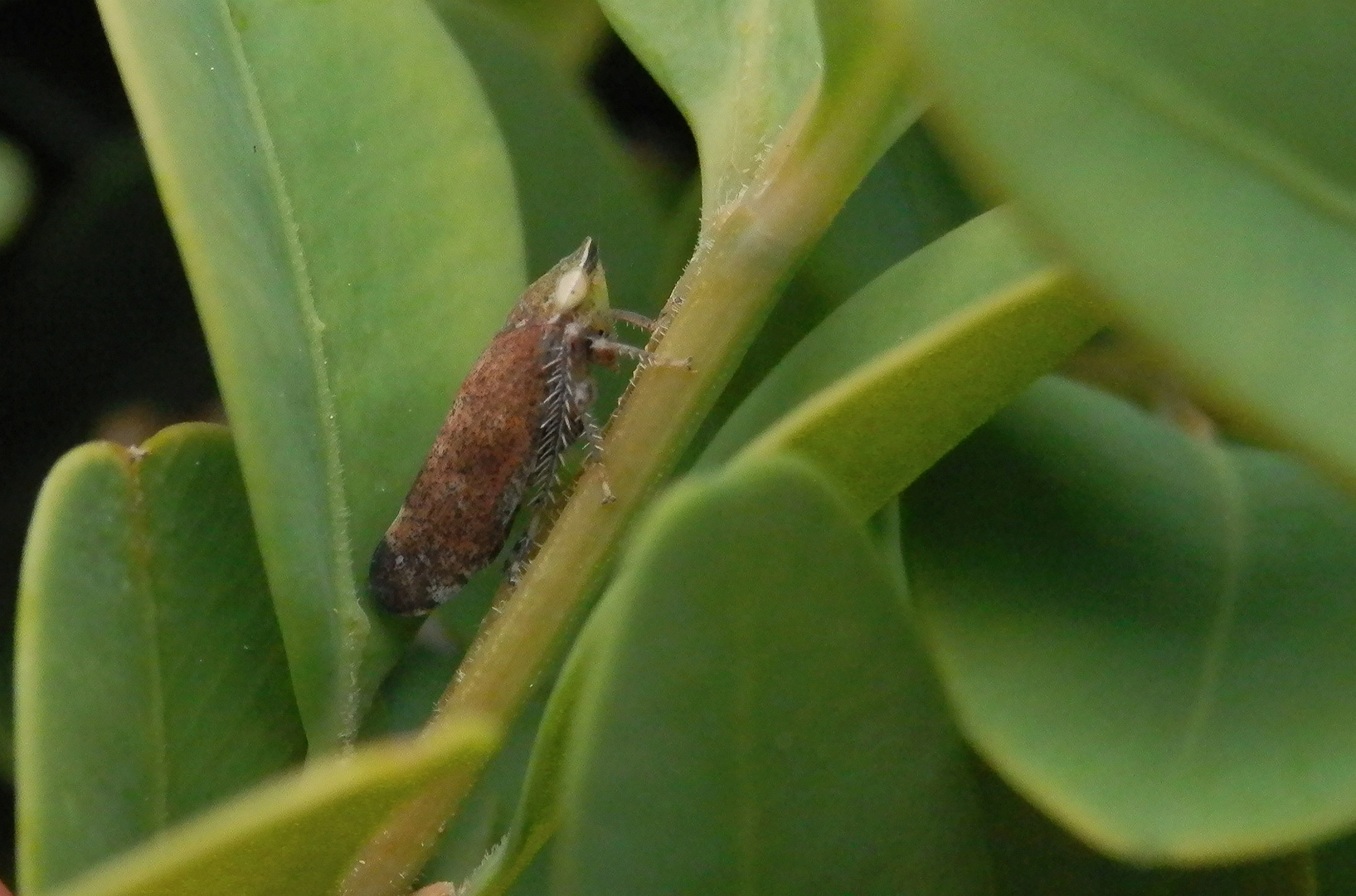 Gemeine Strauchzirpe (Fieberiella septentrionalis) im Buchsbaum