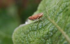 Gemeine Strauchzirpe (Fieberiella septentrionalis) im November