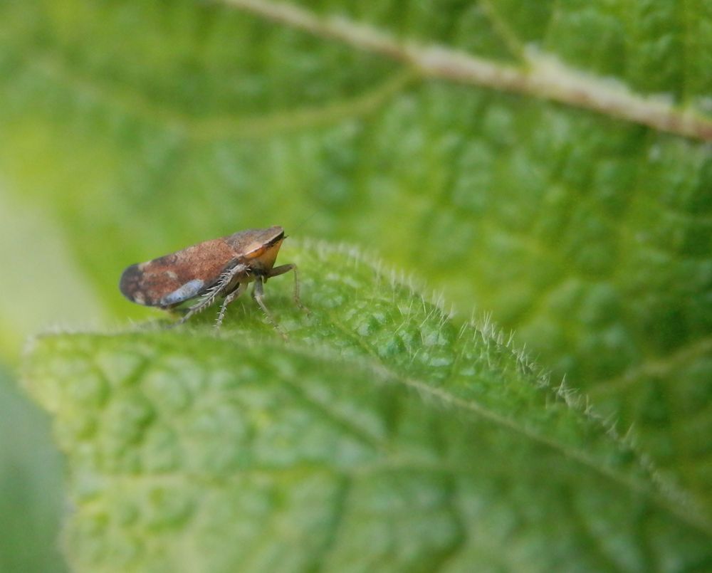 Gemeine Strauchzirpe (Fieberiella septentrionalis) im November - Seitenansicht