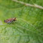 Gemeine Strauchzirpe (Fieberiella septentrionalis) im November - Seitenansicht