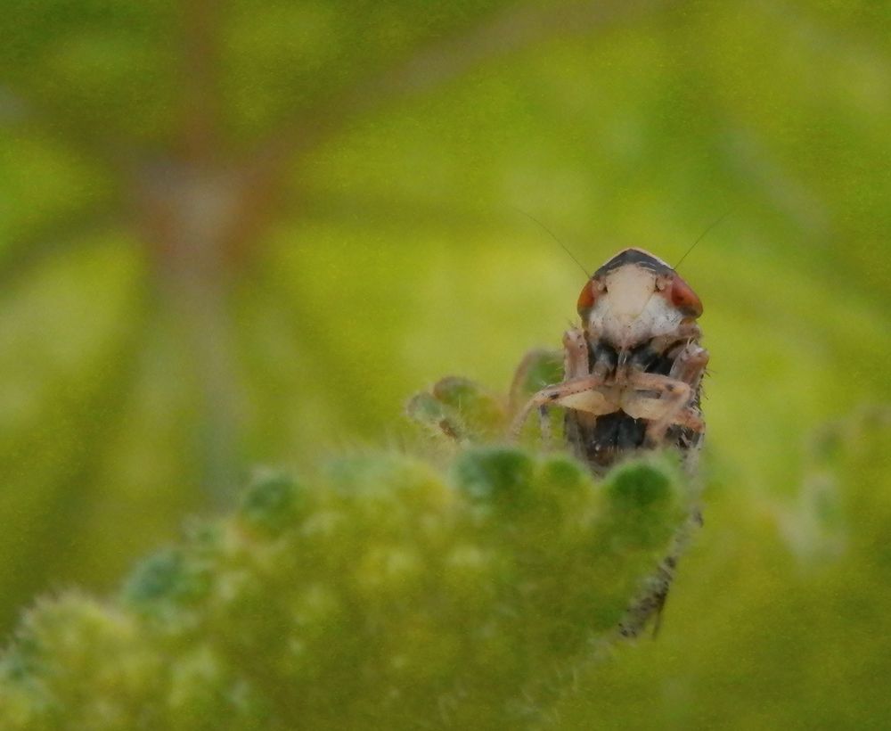 Gemeine Strauchzirpe (Fieberiella septentrionalis) im November - von unten