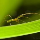 Gemeine Streckerspinne