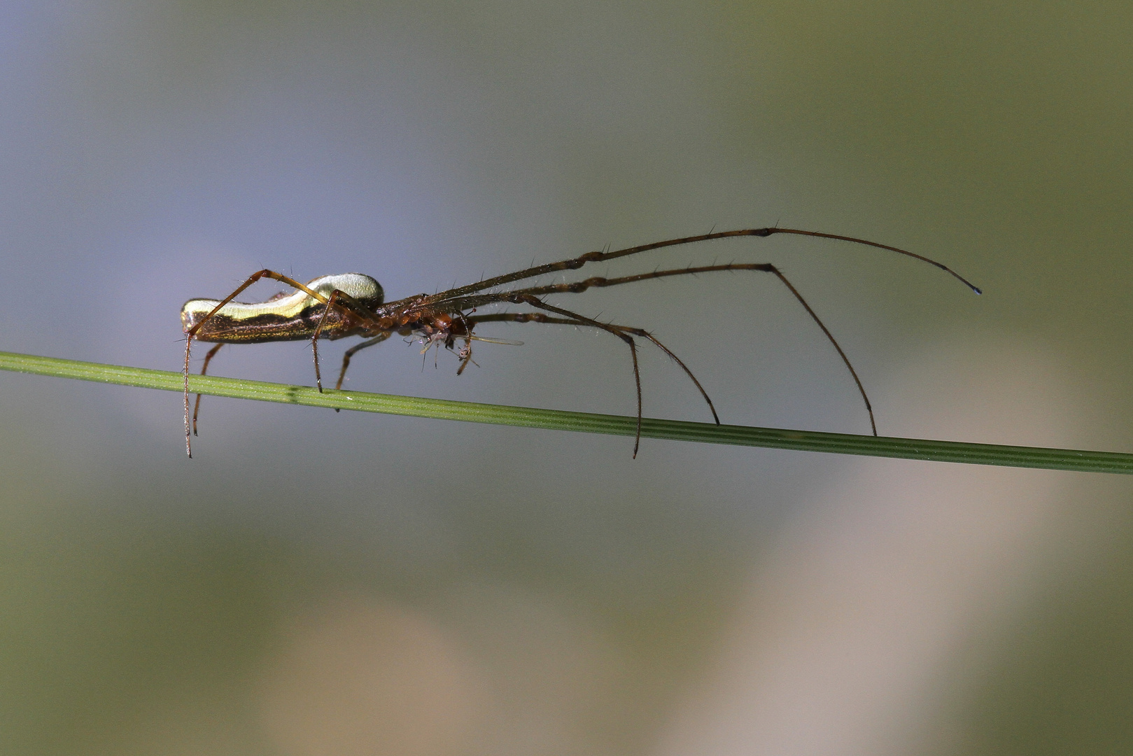 Gemeine Streckerspinne