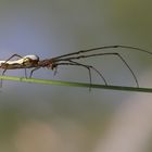 Gemeine Streckerspinne