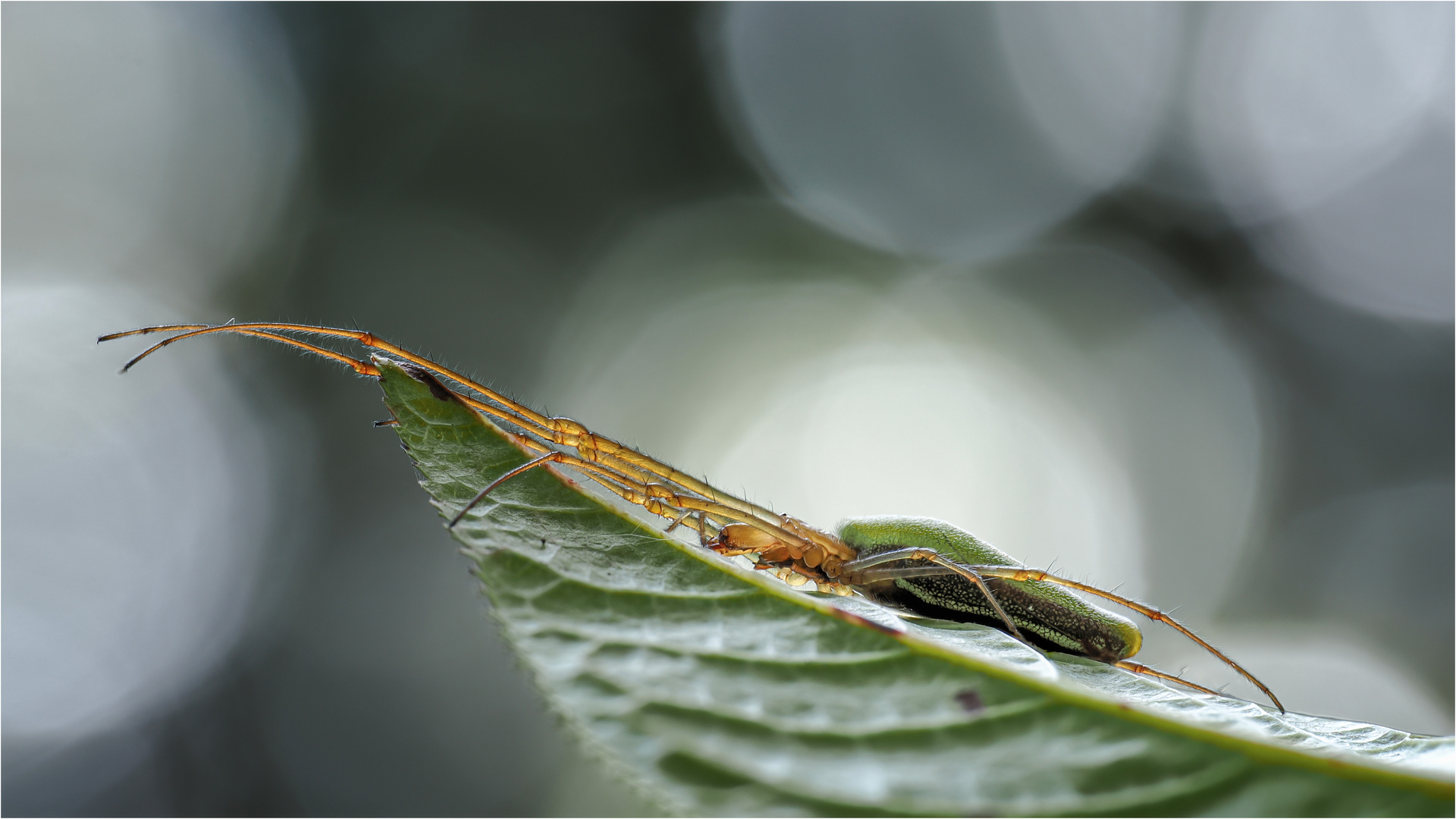 Gemeine Streckerspinne