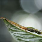 Gemeine Streckerspinne