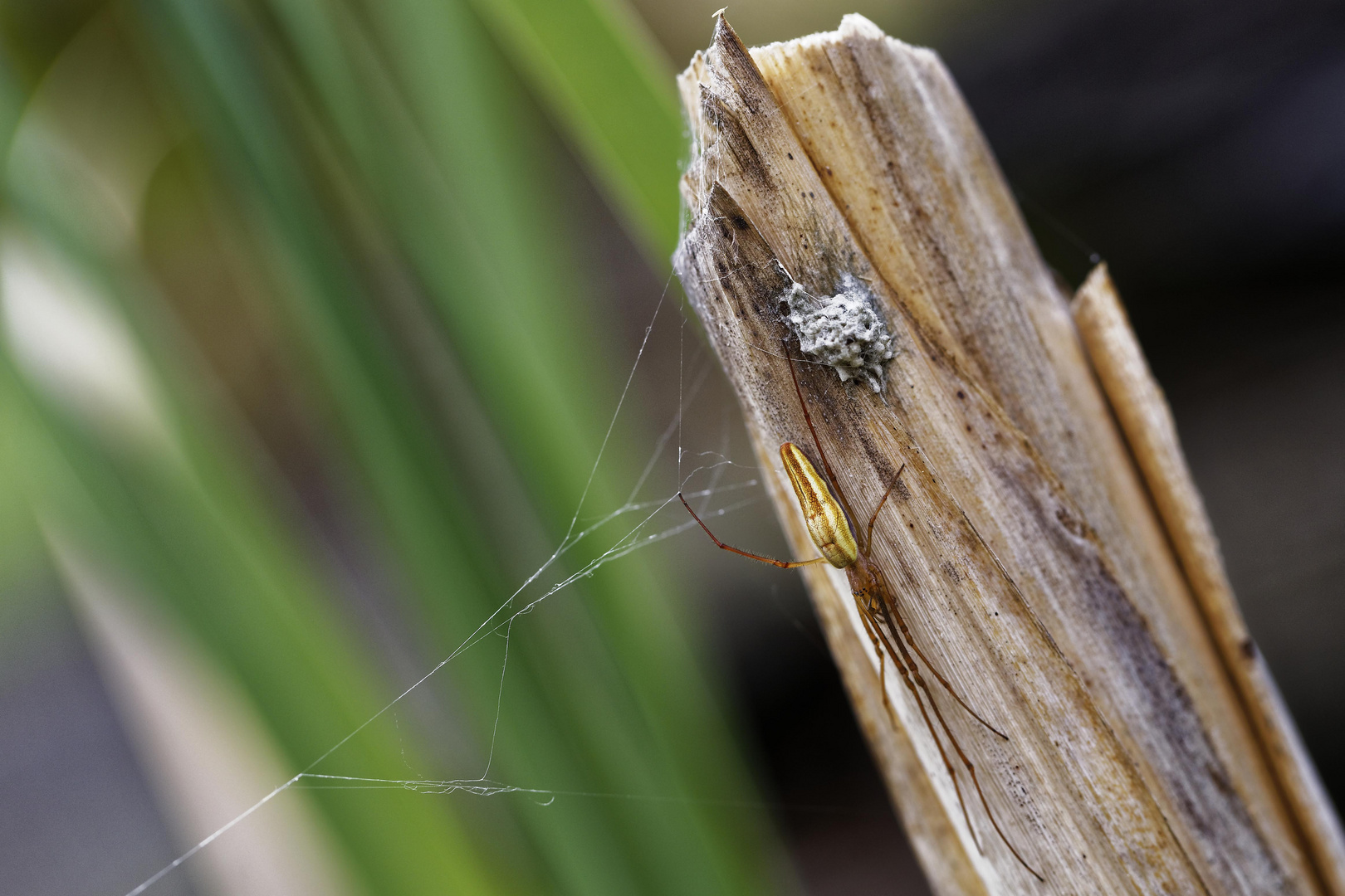 Gemeine Streckerspinne