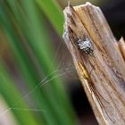 Gemeine Streckerspinne