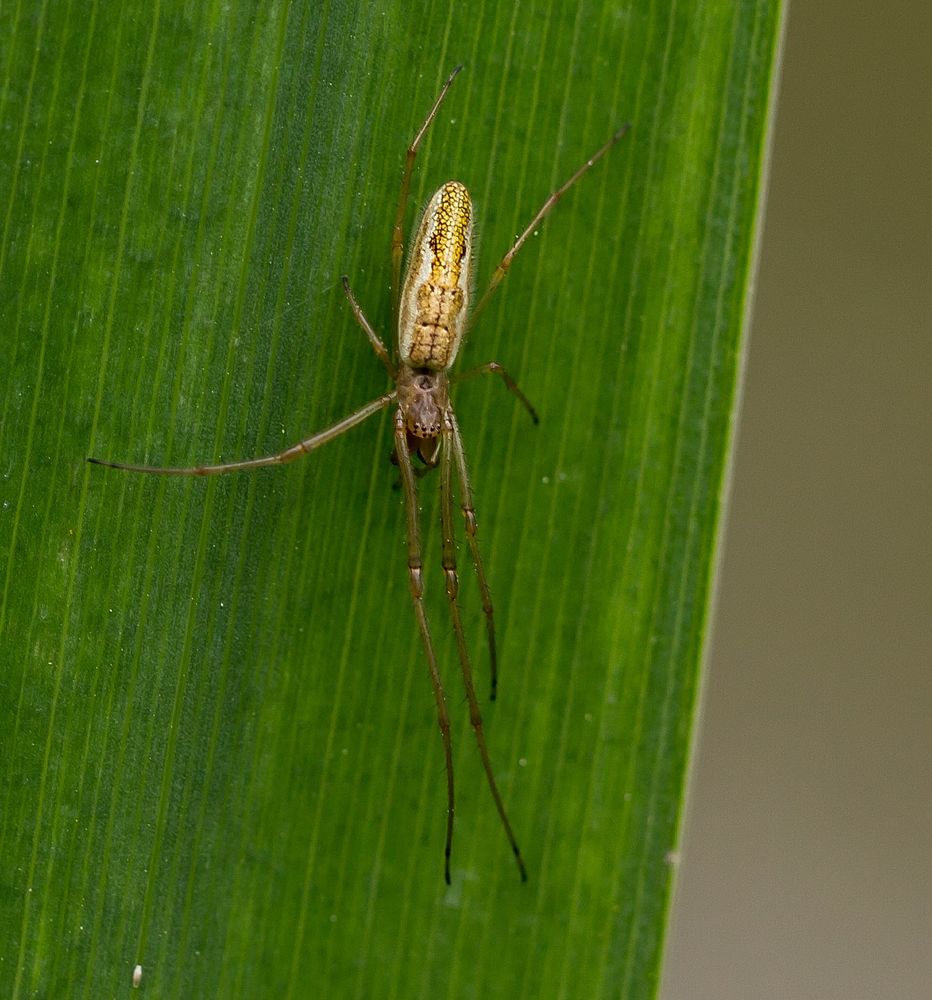 Gemeine Streckerspinne