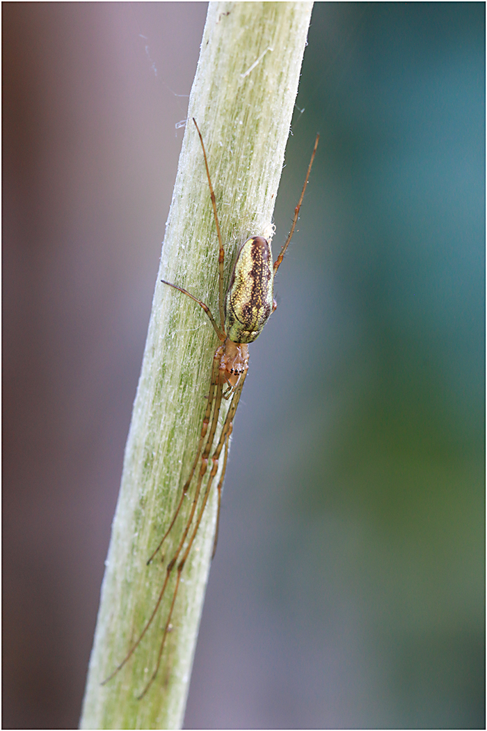 Gemeine Streckerspinne