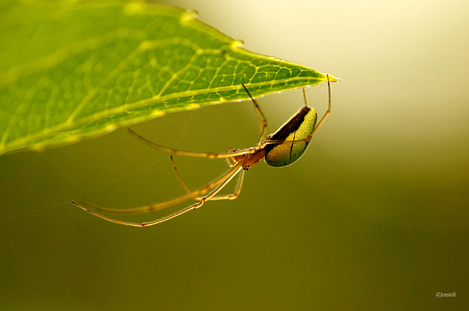 Gemeine Streckerspinne