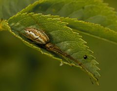 Gemeine Streckerspinne