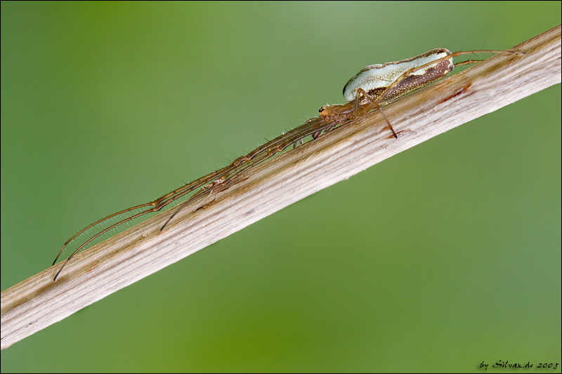 Gemeine Streckerspinne (Tetragnatha extensa)