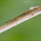 Gemeine Streckerspinne (Tetragnatha extensa)