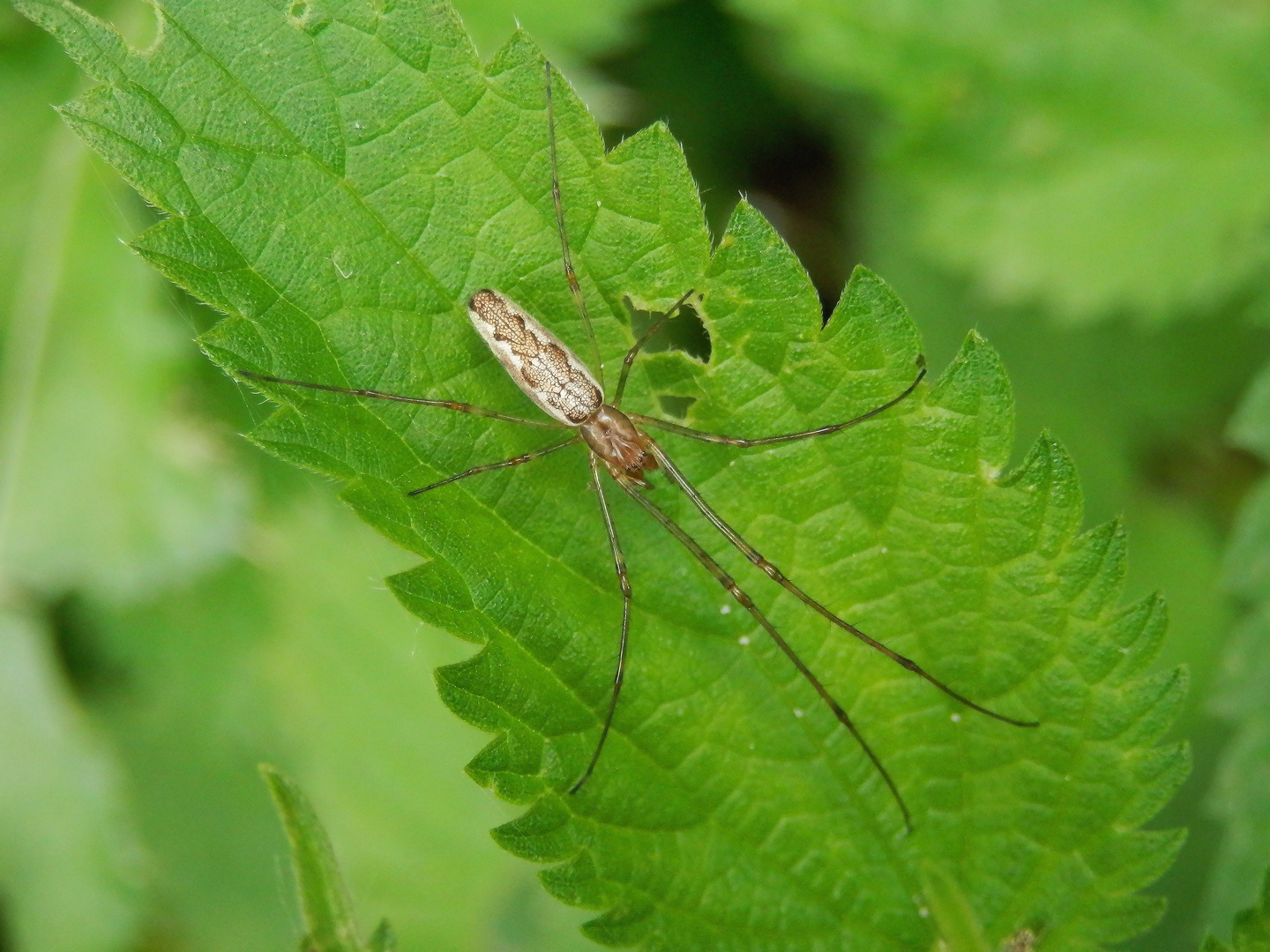 Gemeine Streckerspinne (Tetragnatha extensa)