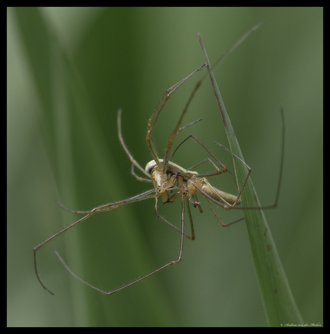 Gemeine Streckerspinne (Tetragnatha extensa)