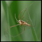 Gemeine Streckerspinne (Tetragnatha extensa)