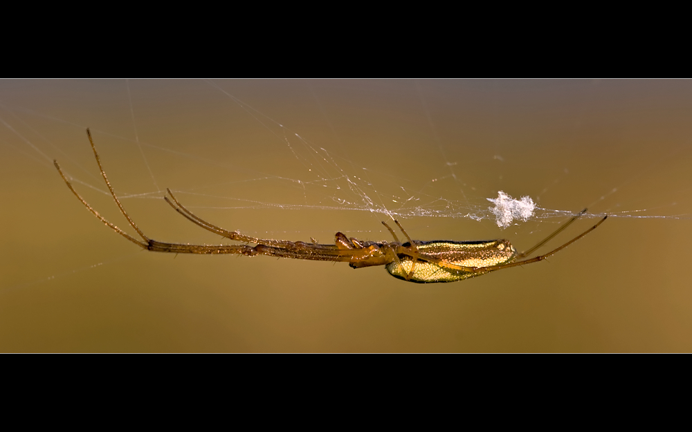 Gemeine Streckerspinne (Tetragnatha extensa)