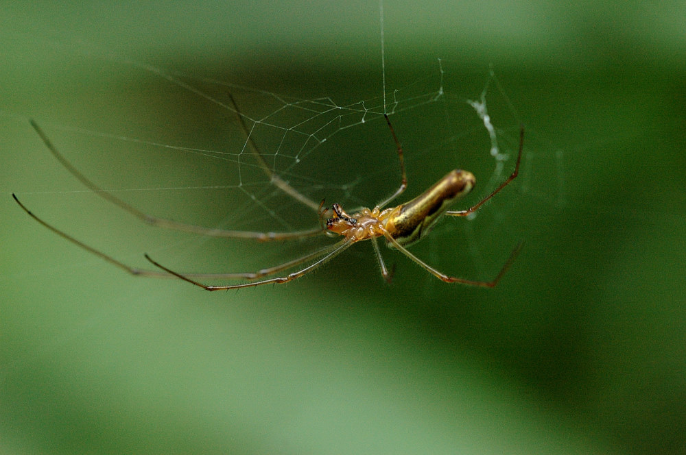 Gemeine Streckerspinne (Tetragnatha extensa)