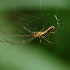 Gemeine Streckerspinne (Tetragnatha extensa)