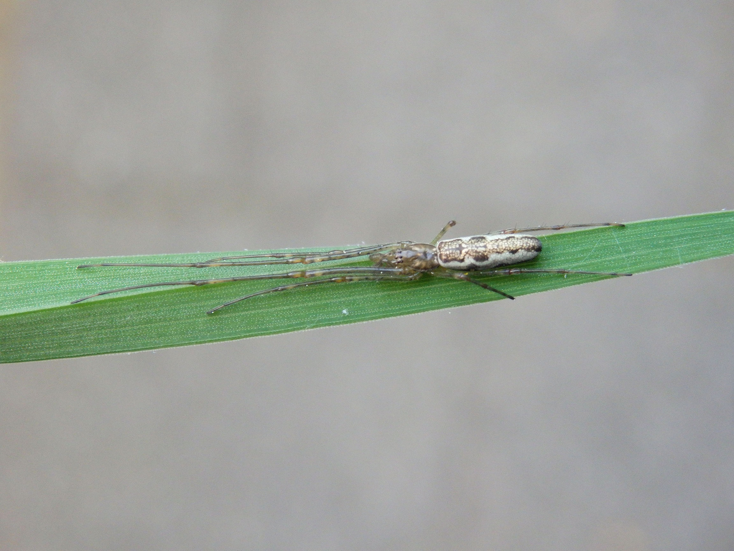 Gemeine Streckerspinne (Tetragnatha extensa) auf einem Grashalm