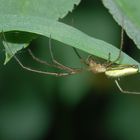 Gemeine Streckerspinne (Tetragnatha extensa)