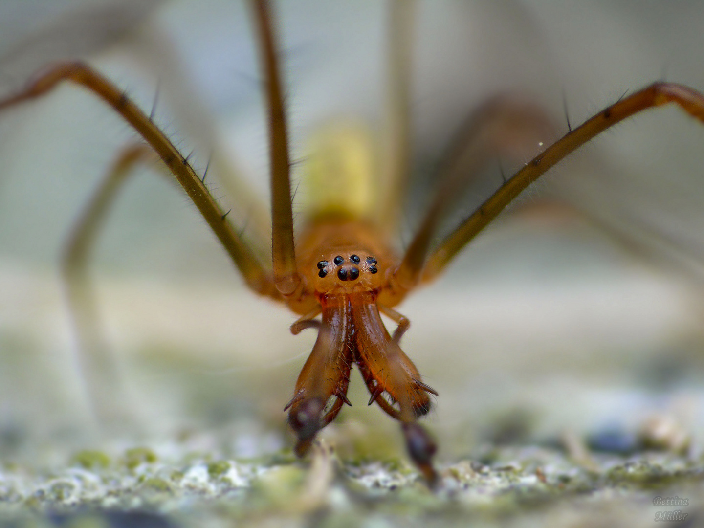 Gemeine Streckerspinne (Tetragnatha extensa) Männchen