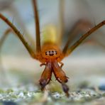 Gemeine Streckerspinne (Tetragnatha extensa) Männchen