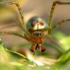 Gemeine Streckerspinne (Tetragnatha extensa) Weibchen