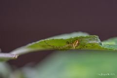 Gemeine Streckspinne