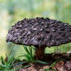 Gemeine Strubbelkopfröhrling (Strobilomyces strobilaceus, syn. S. floccopus)