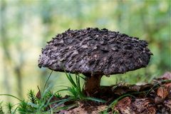 Gemeine Strubbelkopfröhrling (Strobilomyces strobilaceus, syn. S. floccopus)