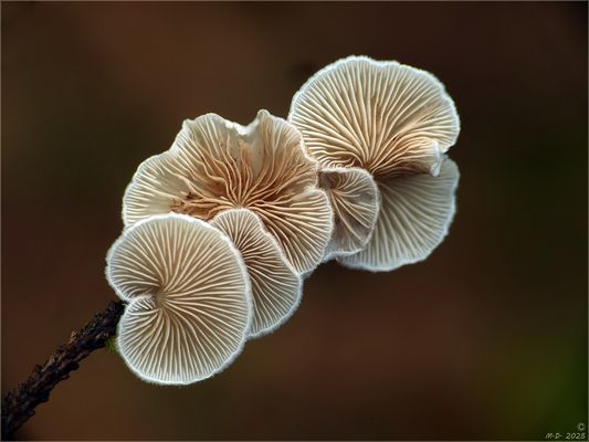 'Gemeine Stummelfüsschen' statt Mittwochsblümchen.