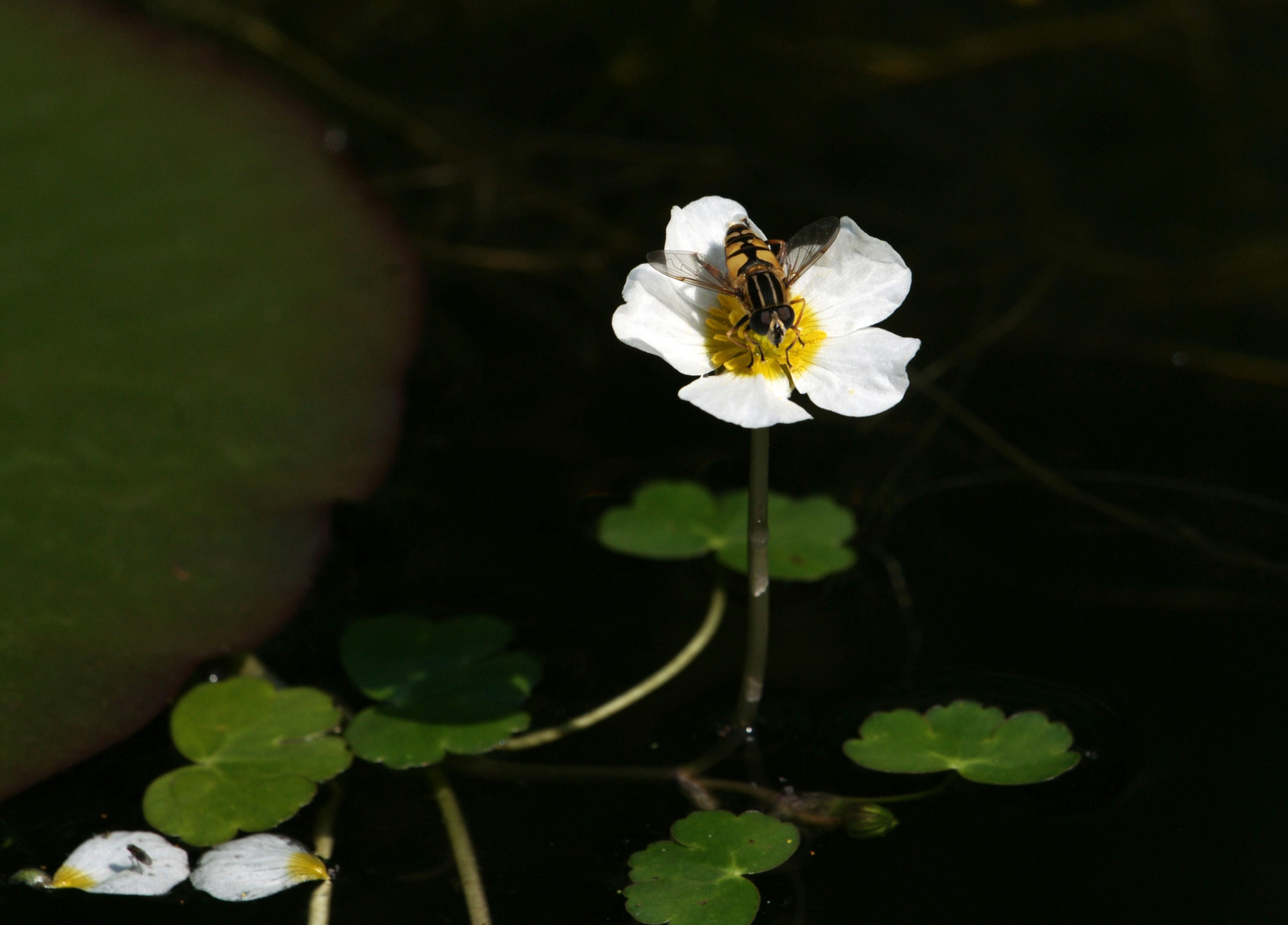 Gemeine Sumpf-Schwebfliege...