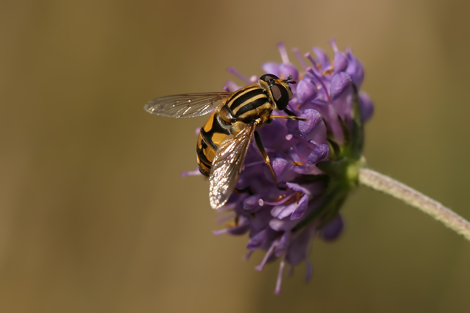 Gemeine Sumpfschwebefliege ....