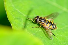 Gemeine Sumpfschwebfliege