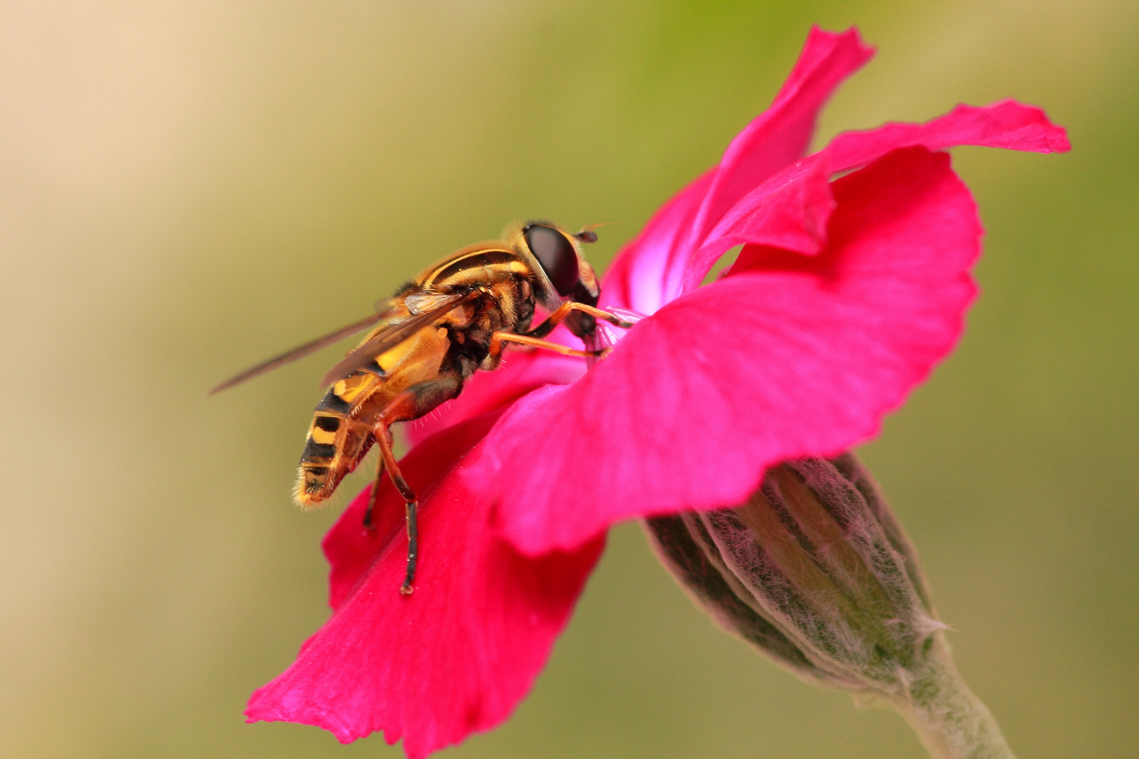 Gemeine Sumpfschwebfliege