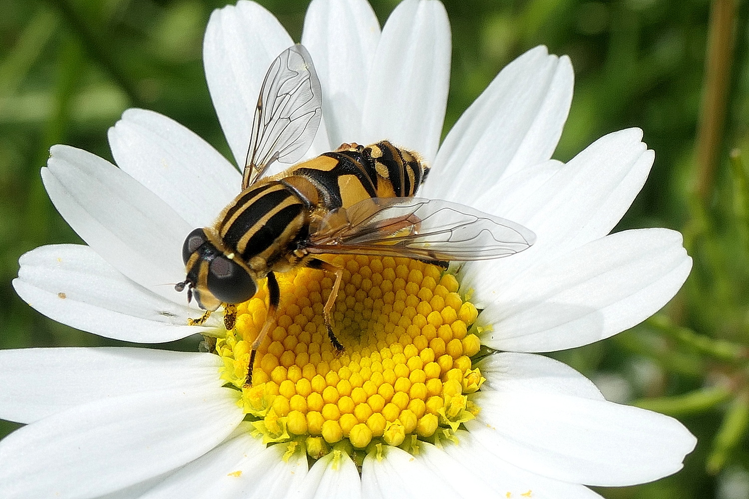 Gemeine Sumpfschwebfliege