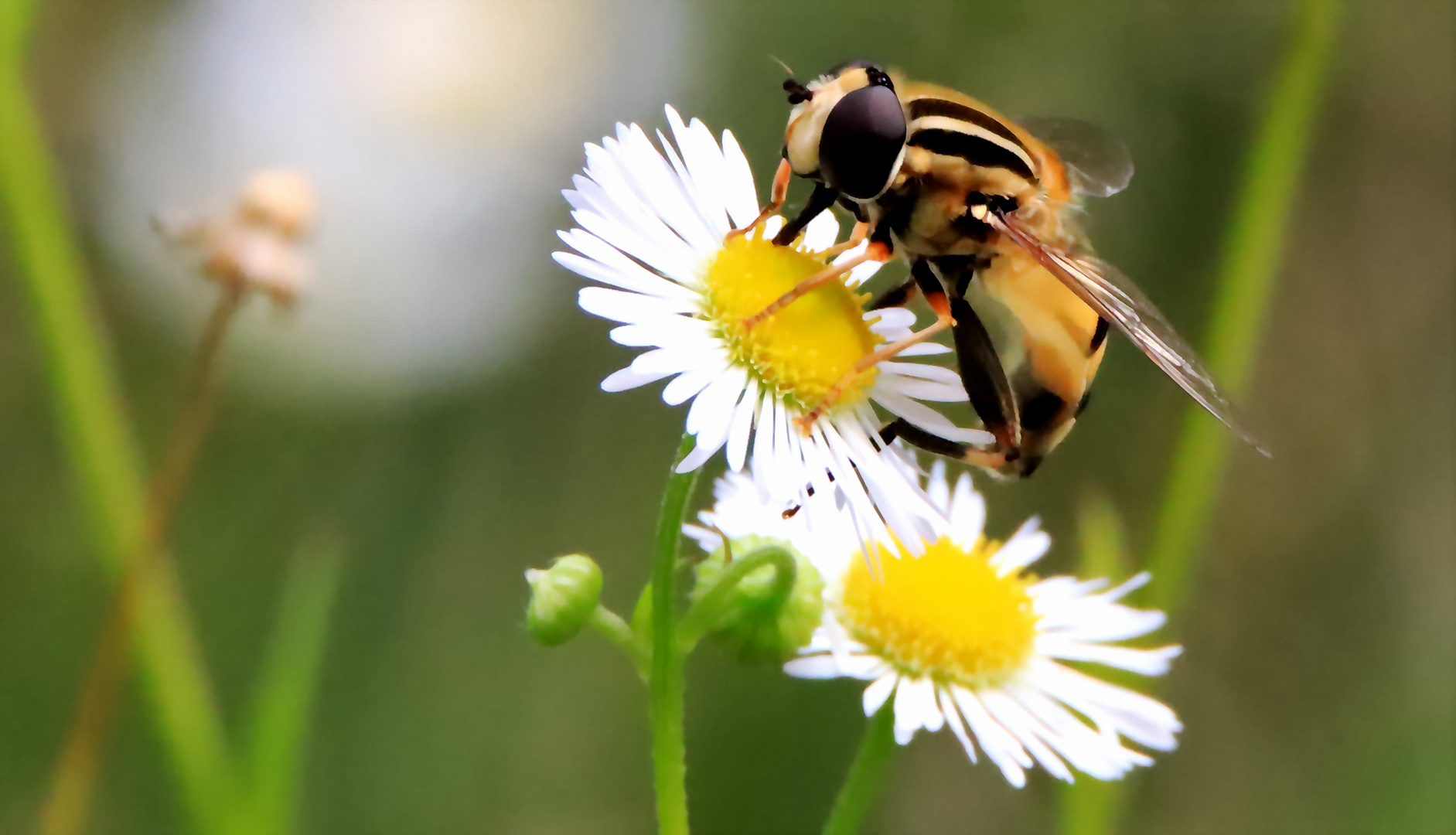 Gemeine Sumpfschwebfliege